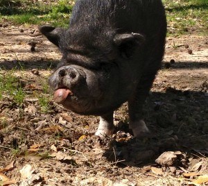 Petey the Sweet Pig