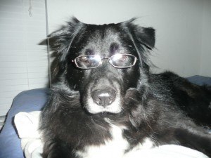 Bear with glasses