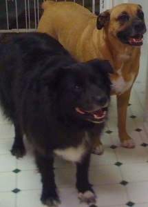 Bear and Mollie