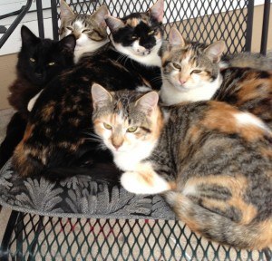 Five feral kittens in chair on porch
