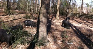 Wild pigs grazing