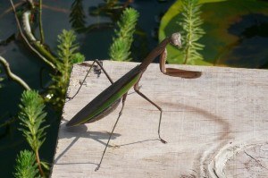 Praying Mantis