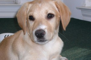 10 worst resume mistakes -- like telling us your dog's name