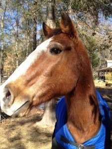 Joe, our 35 year-old horse