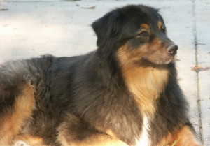 Australian Shepherd