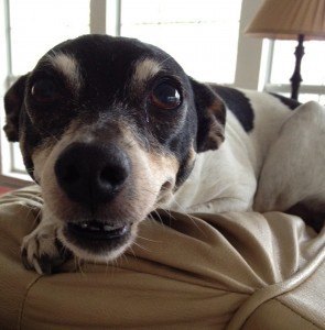 Freckles the rat terrier