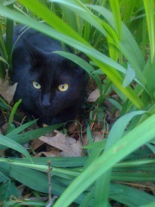 Hotshot, our cat, in grass