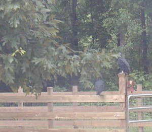 Buzzards