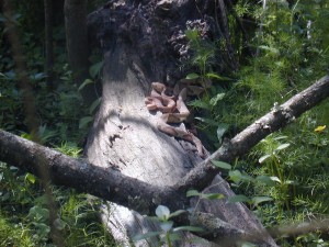Copperheads mating