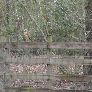 Hawk on Fence