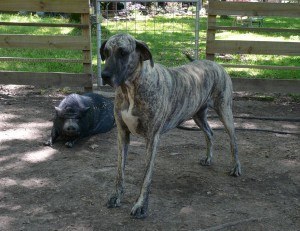 great dane with potbelly pig