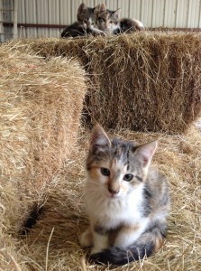 kittens on bales of hay