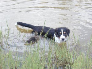 dog and duck swimming