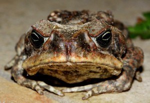 cane toad