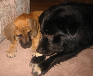 Bear with Mollie