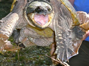 fresh-water snapper