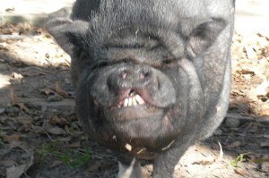 Sweet Pete